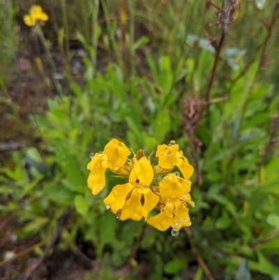 Goodenia glomerata at Yadboro, NSW - 22 Jan 2022 by WalterEgo