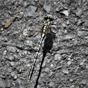 Austrogomphus guerini at Paddys River, ACT - 23 Jan 2022 10:41 AM