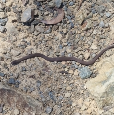 Drysdalia coronoides (White-lipped Snake) at Cotter River, ACT - 23 Jan 2022 by Kristy