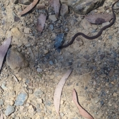 Drysdalia coronoides at Cotter River, ACT - 23 Jan 2022