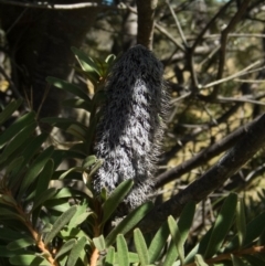 Banksia marginata (Silver Banksia) at Rob Roy Range - 23 Jan 2022 by dan.clark