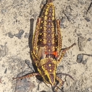 Monistria concinna at Cotter River, ACT - 23 Jan 2022