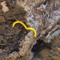 Fletchamia sugdeni (Canary Worm) at Cotter River, ACT - 23 Jan 2022 by Kristy