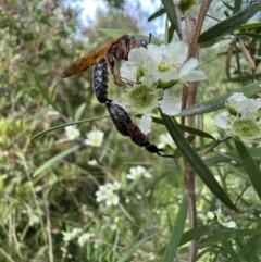 Tiphiidae (family) at Murrumbateman, NSW - 19 Jan 2022 03:43 PM