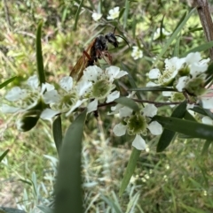 Tiphiidae (family) at Murrumbateman, NSW - 19 Jan 2022 03:43 PM