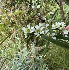 Tiphiidae (family) at Murrumbateman, NSW - 19 Jan 2022 03:43 PM