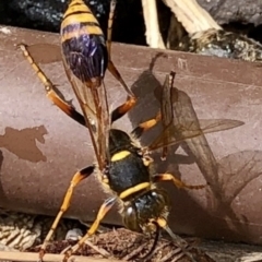 Sceliphron formosum (Formosum mud-dauber) at Bruce, ACT - 23 Jan 2022 by rnixon1