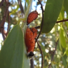 Delias harpalyce at Stromlo, ACT - 23 Jan 2022