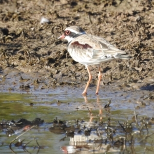 Charadrius melanops at Kambah, ACT - 23 Jan 2022