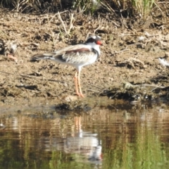 Charadrius melanops at Kambah, ACT - 23 Jan 2022