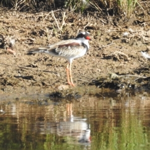 Charadrius melanops at Kambah, ACT - 23 Jan 2022