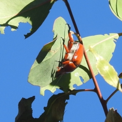 Anoplognathus montanus (Montane Christmas beetle) at Tuggeranong, ACT - 23 Jan 2022 by HelenCross