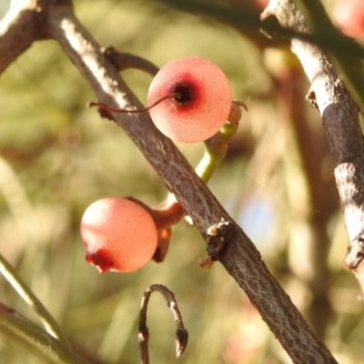 Amyema cambagei (Sheoak Mistletoe) at Paddys River, ACT - 23 Jan 2022 by HelenCross