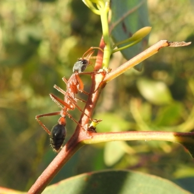 Myrmecia nigriceps (Black-headed bull ant) at Kambah, ACT - 23 Jan 2022 by HelenCross