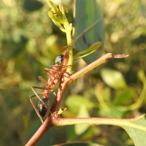 Myrmecia nigriceps at Kambah, ACT - suppressed