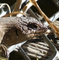 Egernia cunninghami (Cunningham's Skink) at Googong, NSW - 23 Jan 2022 by SteveBorkowskis
