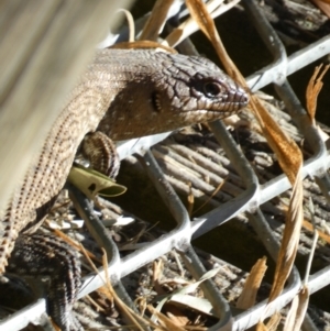 Egernia cunninghami at Googong, NSW - 23 Jan 2022