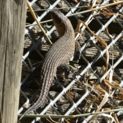 Egernia cunninghami at Googong, NSW - 23 Jan 2022