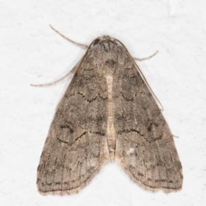 Calathusa sp nr dispila at Melba, ACT - 6 Nov 2021