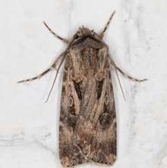 Agrotis munda (Brown Cutworm) at Melba, ACT - 6 Nov 2021 by kasiaaus