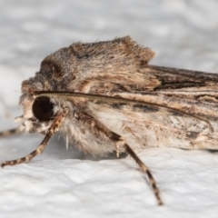 Agrotis munda at Melba, ACT - 6 Nov 2021