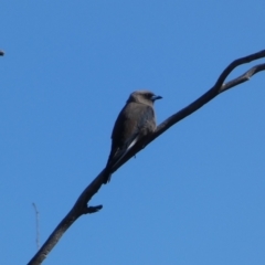 Artamus cyanopterus (Dusky Woodswallow) at Googong Reservoir - 23 Jan 2022 by Steve_Bok