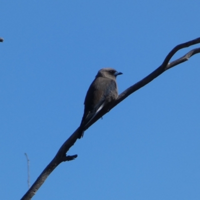 Artamus cyanopterus (Dusky Woodswallow) at Googong, NSW - 23 Jan 2022 by SteveBorkowskis