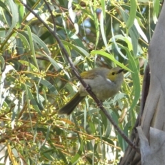 Ptilotula penicillata (White-plumed Honeyeater) at Googong, NSW - 23 Jan 2022 by SteveBorkowskis