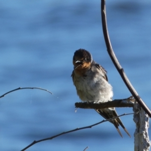 Hirundo neoxena at Googong, NSW - 23 Jan 2022