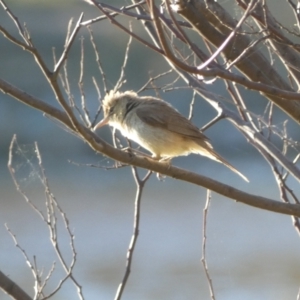 Acrocephalus australis at Googong, NSW - 23 Jan 2022 06:52 PM