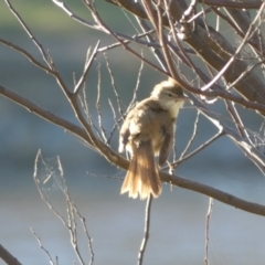 Acrocephalus australis at Googong, NSW - 23 Jan 2022 06:52 PM