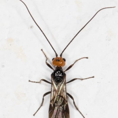 Braconidae (family) (Unidentified braconid wasp) at Melba, ACT - 6 Nov 2021 by kasiaaus
