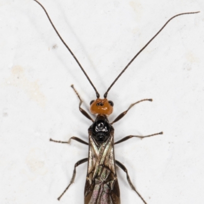 Braconidae (family) (Unidentified braconid wasp) at Melba, ACT - 6 Nov 2021 by kasiaaus