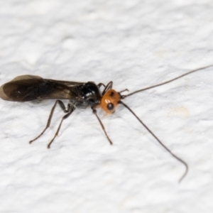 Braconidae (family) at Melba, ACT - 6 Nov 2021