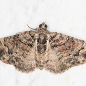 Pasiphilodes testulata at Melba, ACT - 6 Nov 2021 11:47 PM