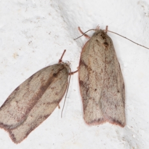 Euchaetis inceptella at Melba, ACT - 6 Nov 2021 11:48 PM