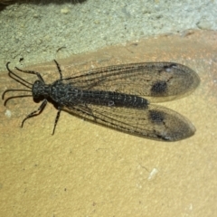 Glenoleon meteoricus (Patch-wing Glenoleon) at Jerrabomberra, NSW - 24 Jan 2022 by SteveBorkowskis