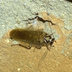 Robshelfordia circumducta (Shelford's Variable Cockroach) at Jerrabomberra, NSW - 23 Jan 2022 by Steve_Bok