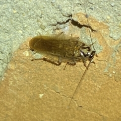 Robshelfordia circumducta at Jerrabomberra, NSW - suppressed