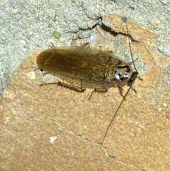 Robshelfordia circumducta at Jerrabomberra, NSW - suppressed