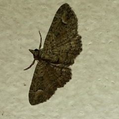 Pasiphilodes testulata (Pome looper) at Jerrabomberra, NSW - 24 Jan 2022 by SteveBorkowskis