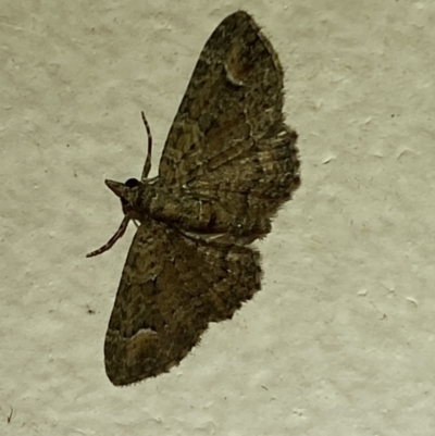 Pasiphilodes testulata (Pome looper) at Jerrabomberra, NSW - 24 Jan 2022 by SteveBorkowskis