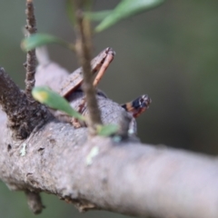 Goniaea opomaloides at Deakin, ACT - 23 Jan 2022 11:32 AM