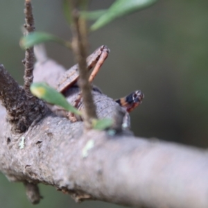 Goniaea opomaloides at Deakin, ACT - 23 Jan 2022 11:32 AM