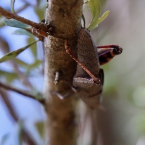 Goniaea opomaloides at Deakin, ACT - 23 Jan 2022