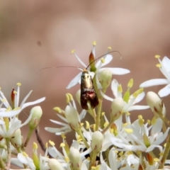 Nemophora sparsella (An Adelid Moth) at Deakin, ACT - 23 Jan 2022 by LisaH