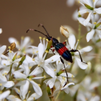 Obrida fascialis (One banded longicorn) at Deakin, ACT - 23 Jan 2022 by LisaH