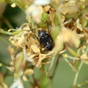 Microvalgus sp. (genus) at Deakin, ACT - 23 Jan 2022