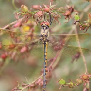 Hemicordulia tau at Deakin, ACT - 23 Jan 2022