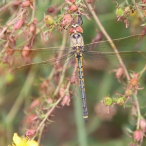 Hemicordulia tau at Deakin, ACT - 23 Jan 2022